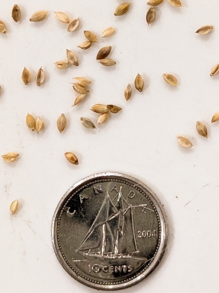 Image of Glyceria canadensis