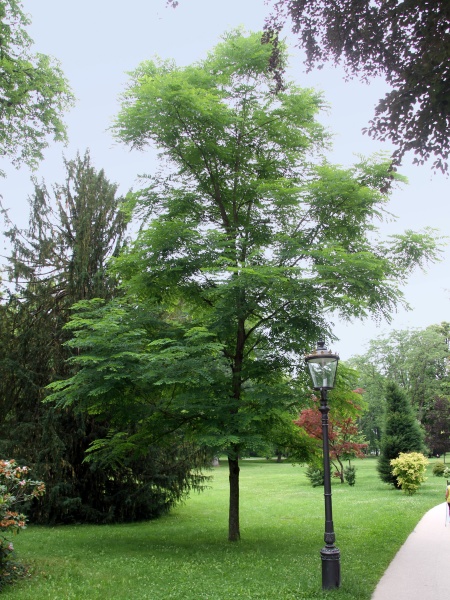 image for Gymnocladus dioicus