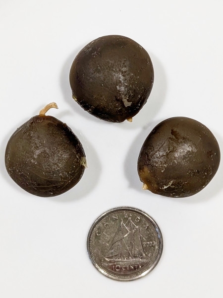 Image of Gymnocladus dioicus