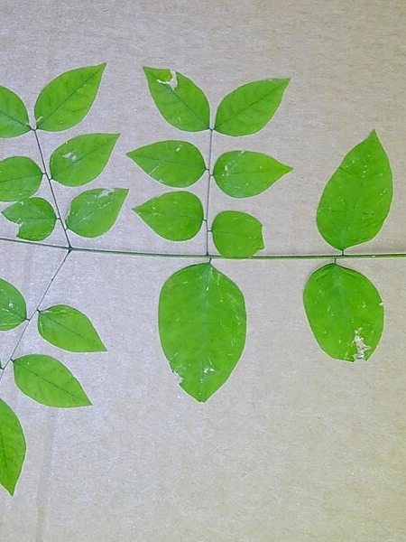 Image of Gymnocladus dioicus