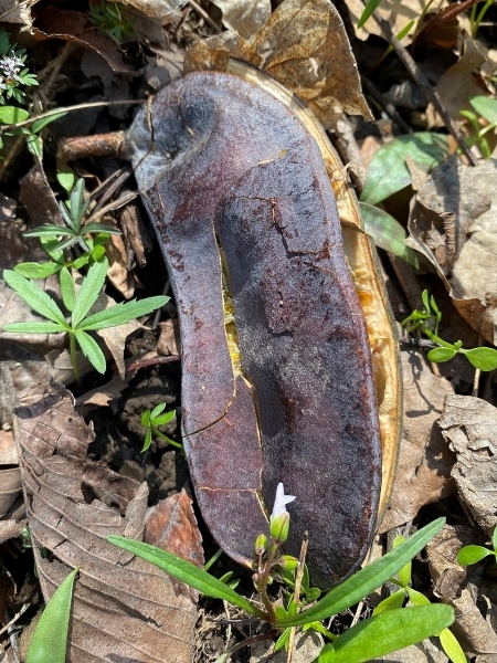 Image of Gymnocladus dioicus