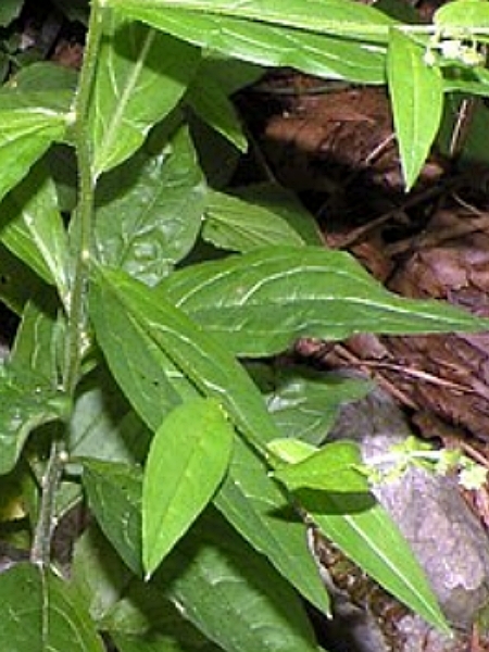 Image of Hackelia virginiana