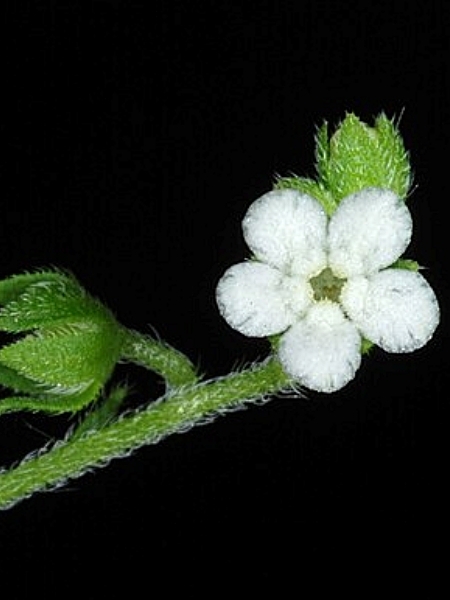 Image of Hackelia virginiana