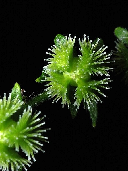 Image of Hackelia virginiana
