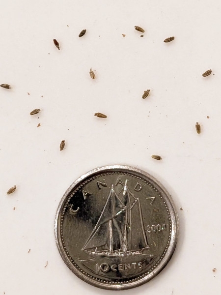 Image of Helenium autumnale