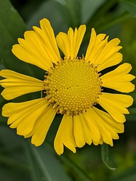 Image of Helenium autumnale