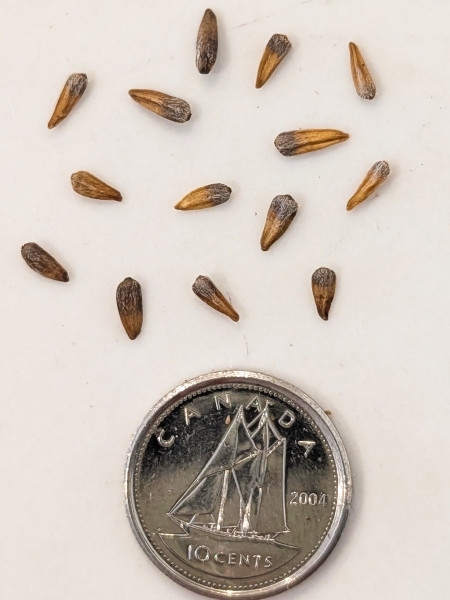 Image of Helianthus divaricatus