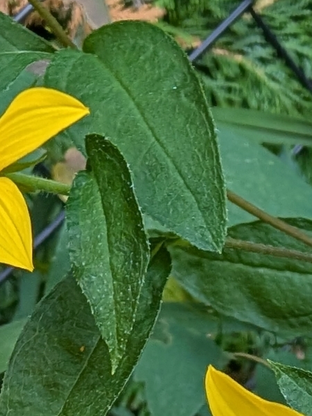 Image of Helianthus divaricatus