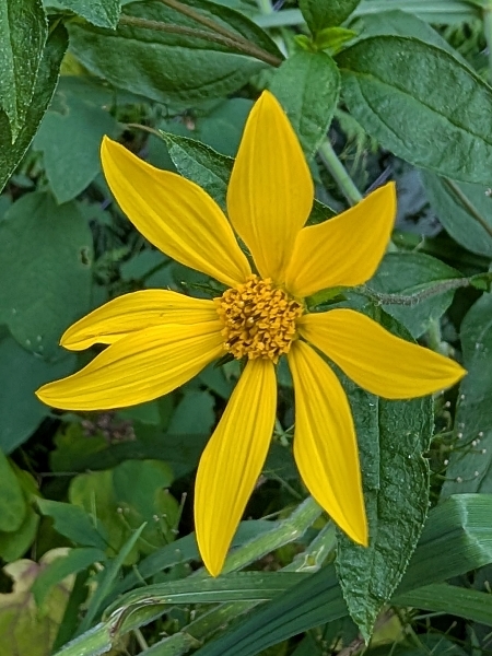 Image of Helianthus divaricatus
