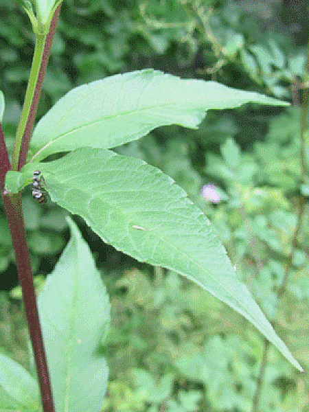 Image of Helianthus giganteus
