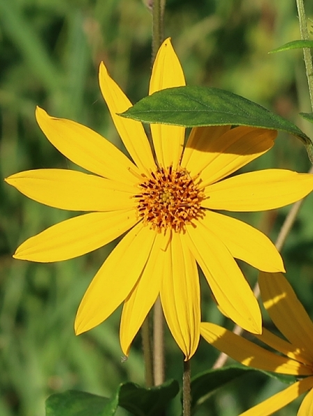Image of Helianthus tuberosus