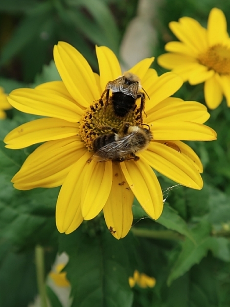 Image of Heliopsis helianthoides