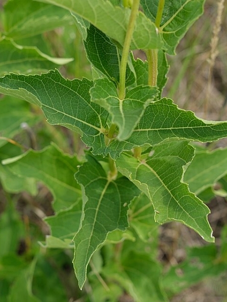 Image of Heliopsis helianthoides