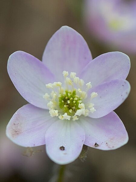 Image of Hepatica acutiloba