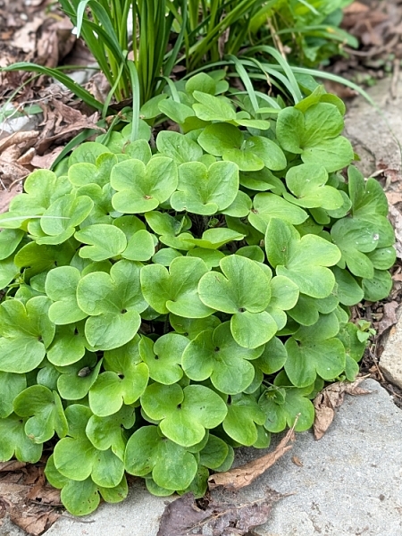 Image of Hepatica americana