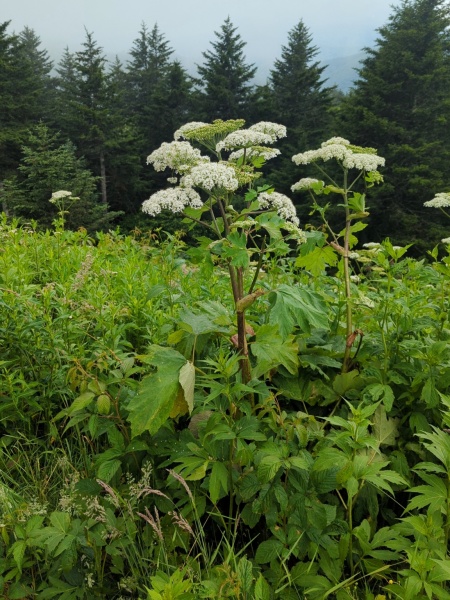 Image of Heracleum maximum