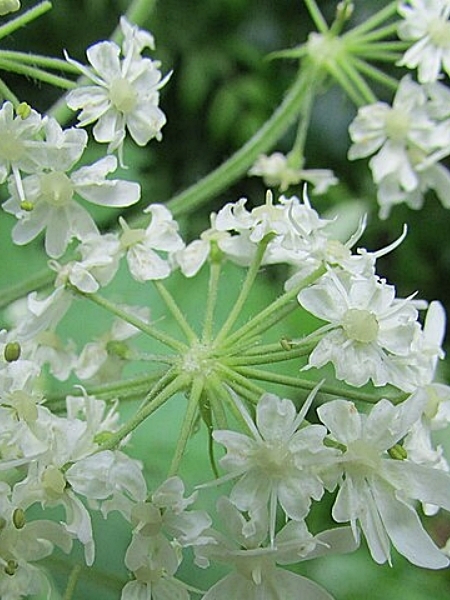 Image of Heracleum maximum