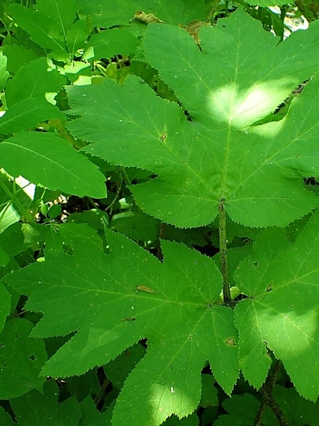 Image of Heracleum maximum