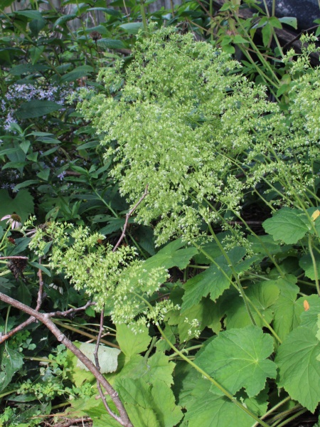 image for Heuchera americana