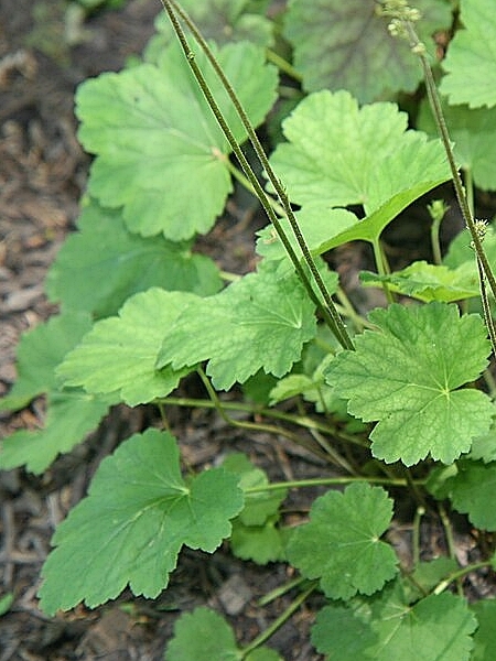 Image of Heuchera americana