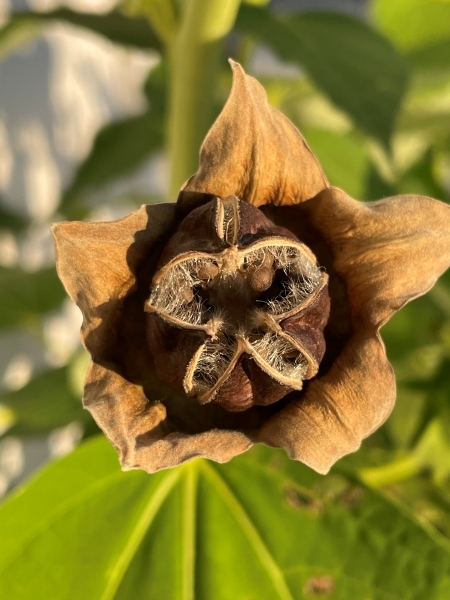 Image of Hibiscus moscheutos