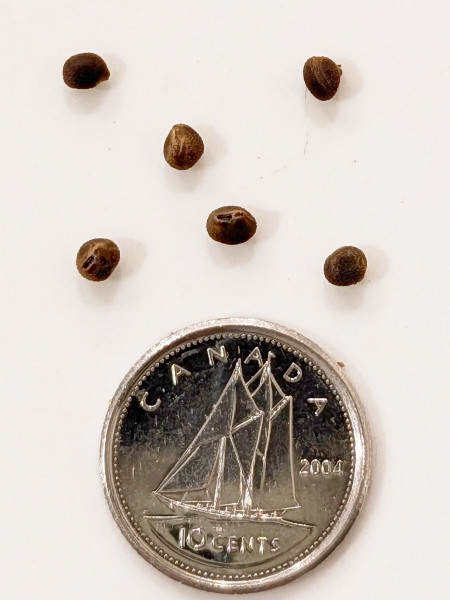 Image of Hibiscus moscheutos