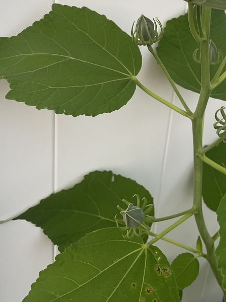 Image of Hibiscus moscheutos