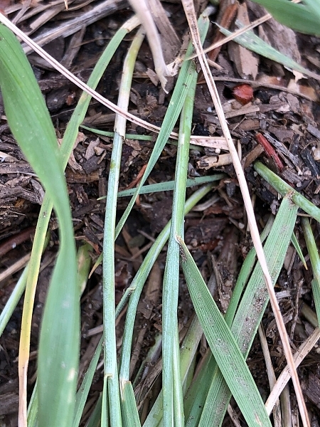 Image of Hordeum jubatum