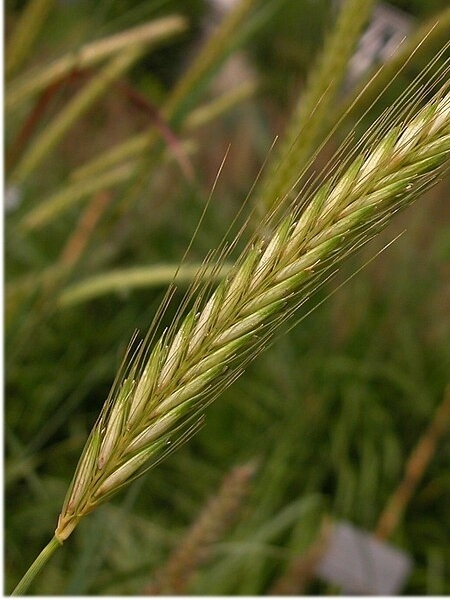 Image of Hordeum jubatum