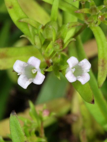 Image of Houstonia longifolia