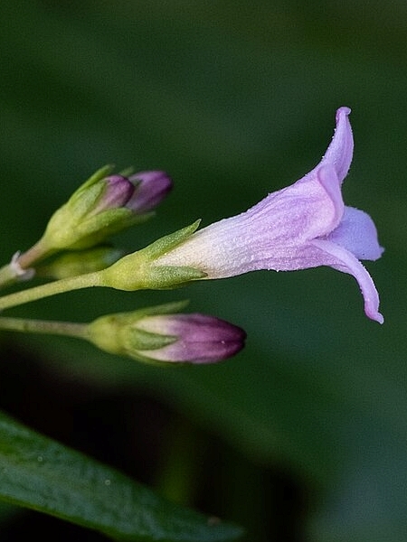 Image of Houstonia longifolia