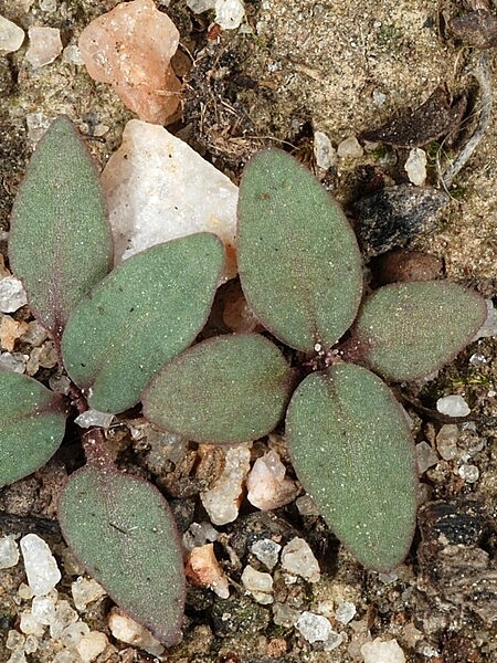 Image of Houstonia longifolia
