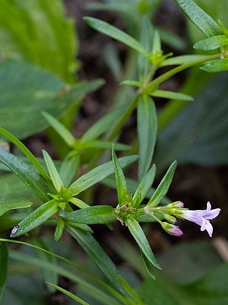 Image of Houstonia longifolia
