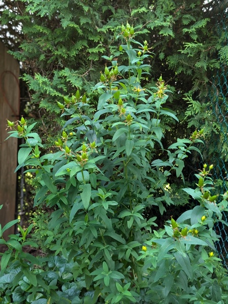image for Hypericum ascyron subsp. pyramidatum