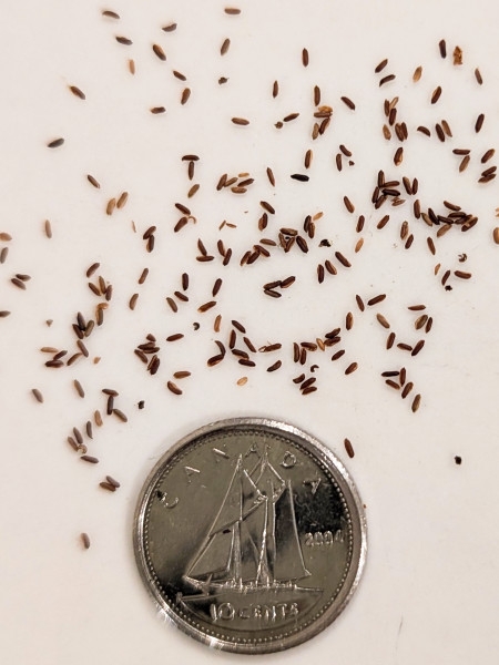 Image of Hypericum ascyron subsp. pyramidatum