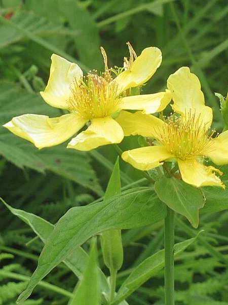 Image of Hypericum ascyron subsp. pyramidatum