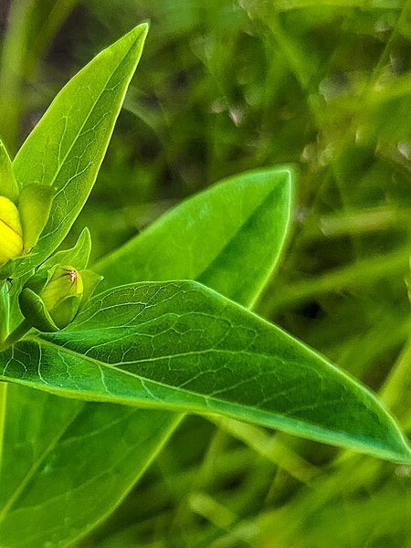 Image of Hypericum ascyron subsp. pyramidatum