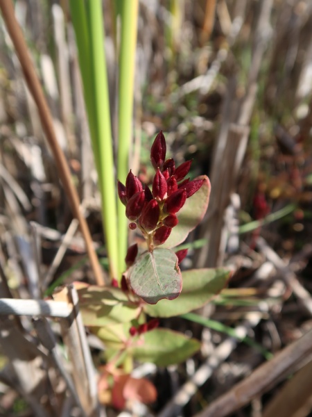 image for Hypericum fraseri