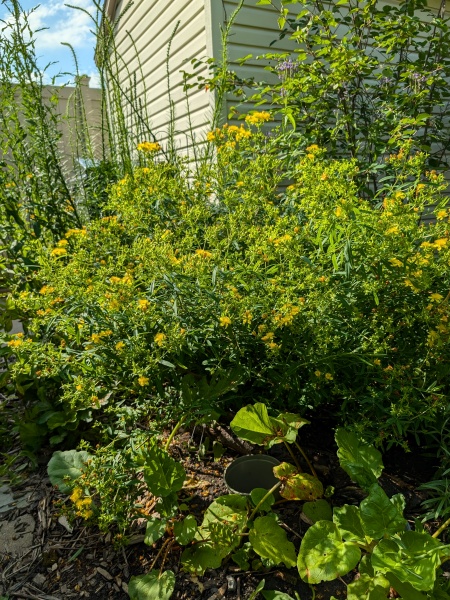 image for Hypericum kalmianum