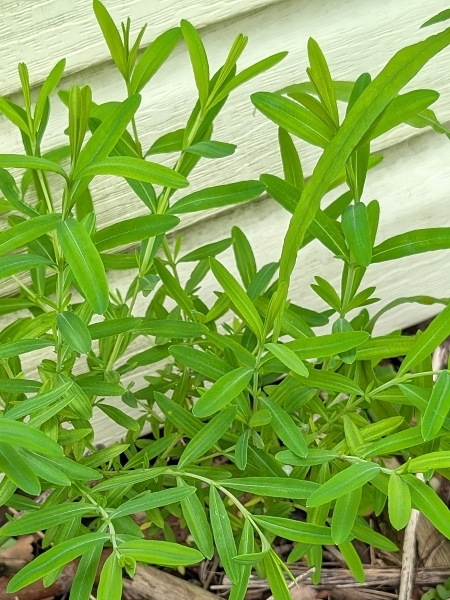 Image of Hypericum kalmianum