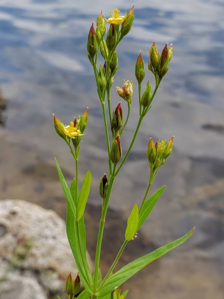 image for Hypericum majus