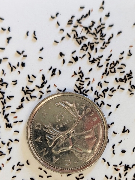 Image of Hypericum prolificum