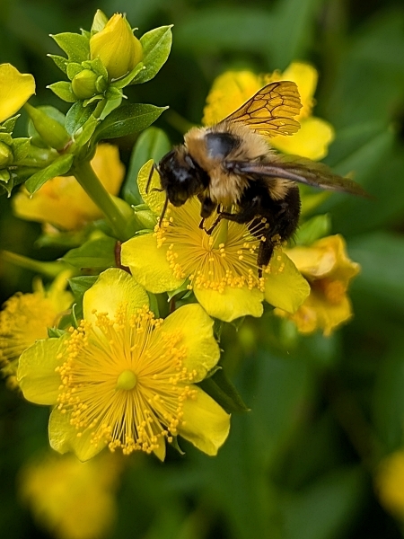 Image of Hypericum prolificum