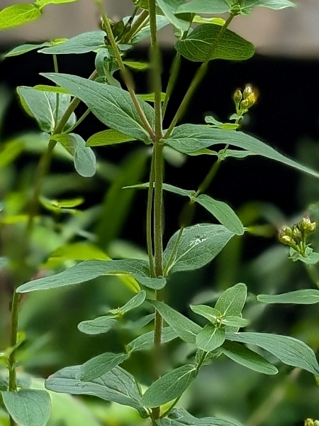 Image of Hypericum prolificum