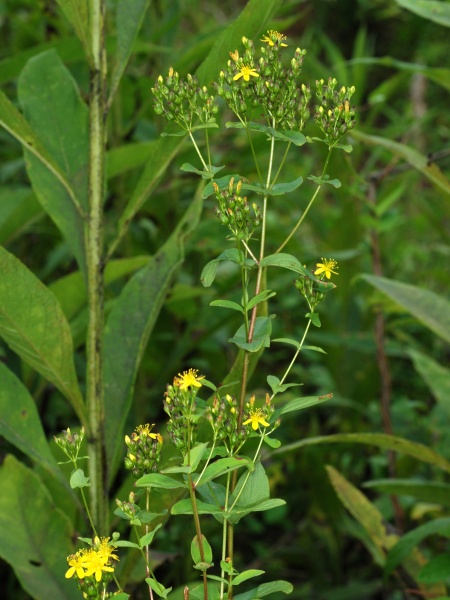 image for Hypericum punctatum