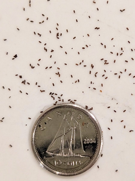 Image of Hypericum punctatum