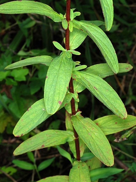 Image of Hypericum punctatum