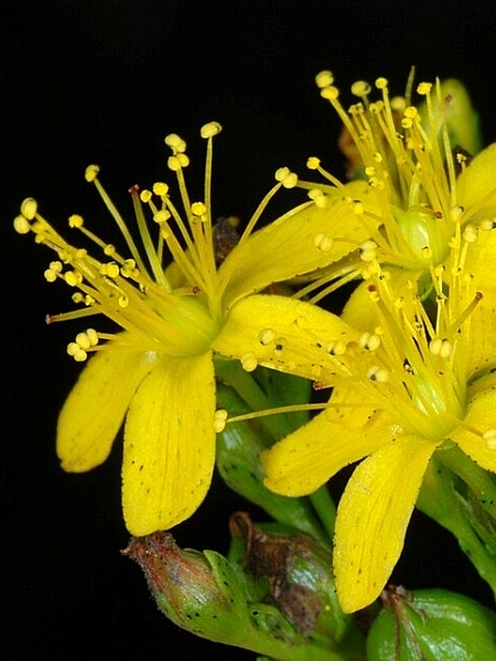 Image of Hypericum punctatum