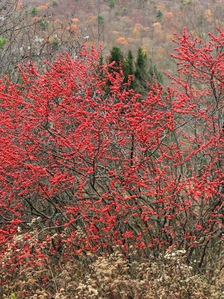 image for Ilex verticillata