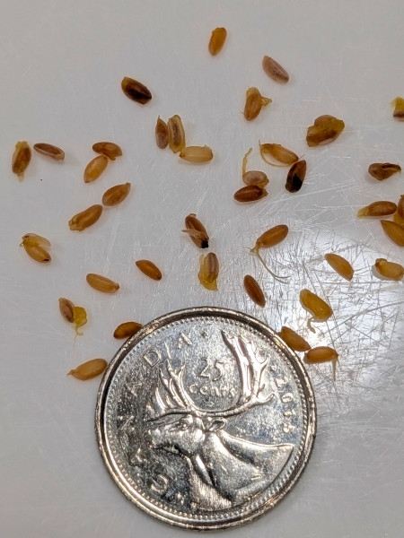 Image of Ilex verticillata